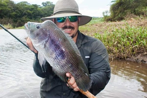 Trophy guapote (rainbow bass) caught fly fishing in Costa Rica